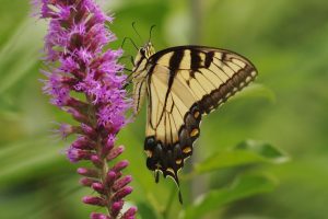 Linda's Tiger Swallowtail