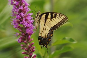 Photo: Linda Walker Tiger Swallowtails overwinter in their chrysalises.