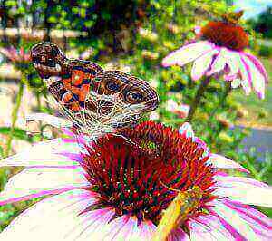 American Lady Underside Coneflower Skipper