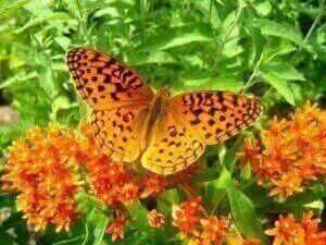 Aphrodite Frit Asclepias Tuberosa