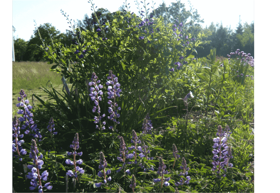Top 10 Native Plants for Full Sun West Cook Wild Ones