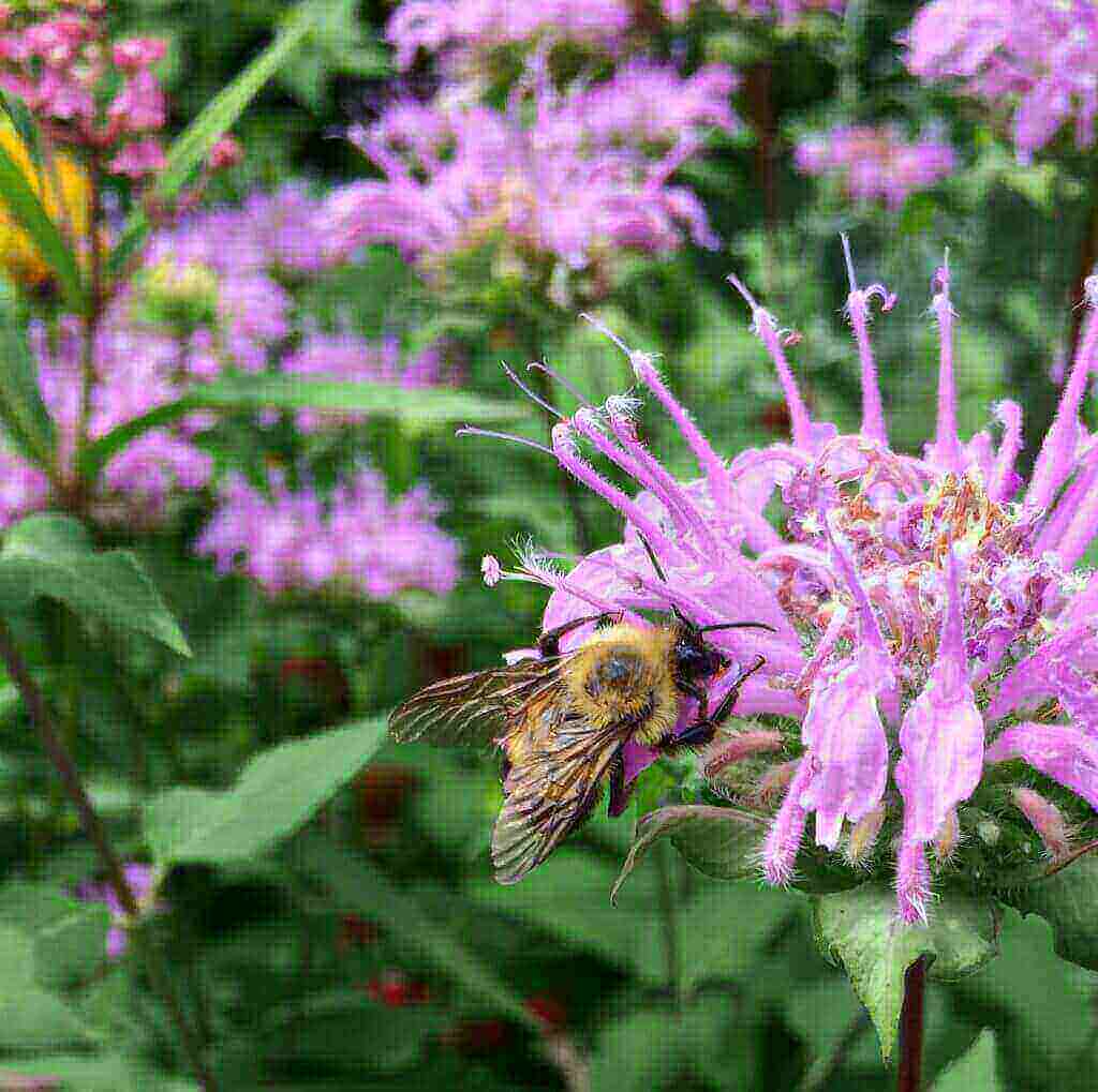 Getting Started with a Native Garden - Wild Ones West Cook Chapter