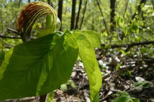 Jack in the Pulpit, quintessential woodland plant