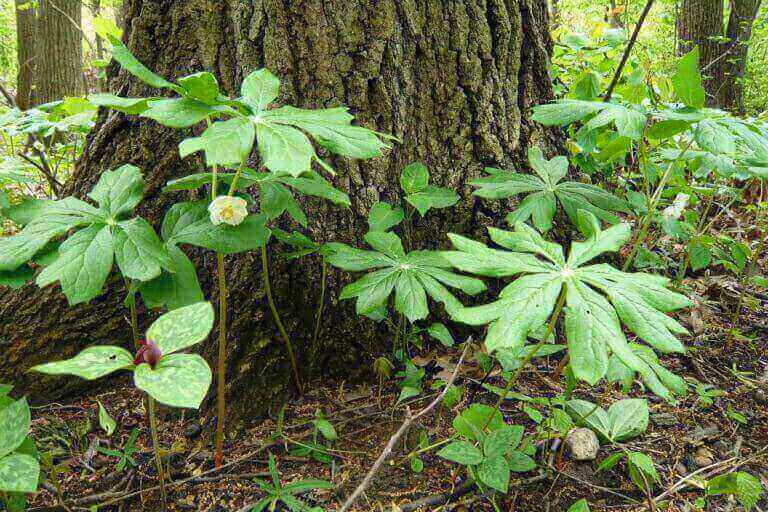 Top 10 Native Plants for Shade - Wild Ones West Cook Chapter