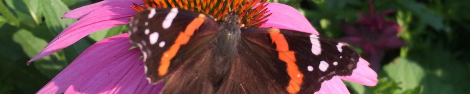 Local Guide To Butterfly Gardening In The Chicago Region West