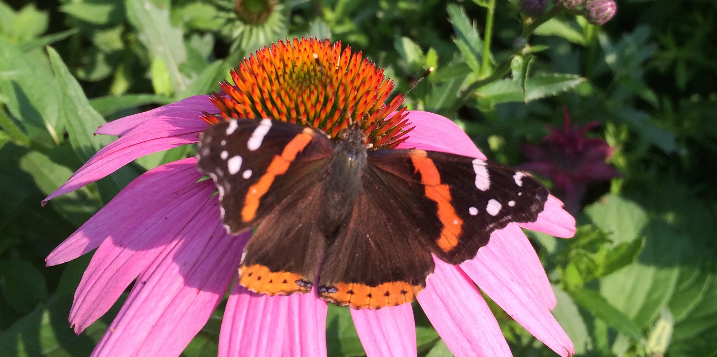 Local Guide to Butterfly Gardening in the Chicago Region Wild Ones