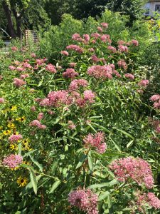 Splendor of Rose/Swamp Milkweed (Asclepias incarnata)