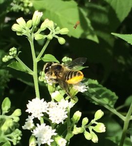 Leaf-cutter bee on White Snakeroot with a tiny Hover Fly to the right