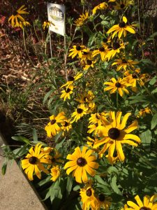 Oak Park Main Library's Pocket Prairie in the fall. They added a S.H.A.R.E. sign, which stands for Simply Have Areas Reserved for the Environment from the Pollinator Partnership