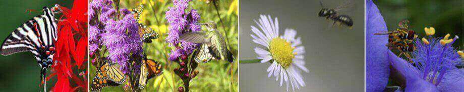 pollinators on flowers