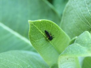 Ladybug larva patrolling for aphids