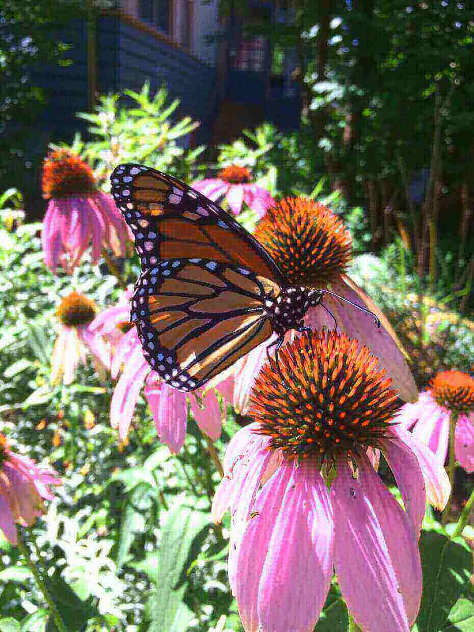 Wild Ones Native Plants Wild Ones Native Plants