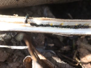 Line of overwintering small Carpenter Bees in a White Snakeroot stem