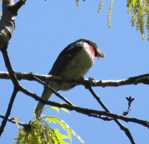 Rose Grosbeak with fly. Photo by Eric Gyllenhal