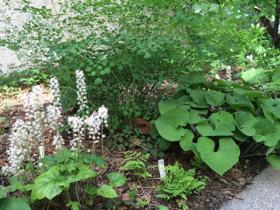 » Top 10 Native Plants for Shade